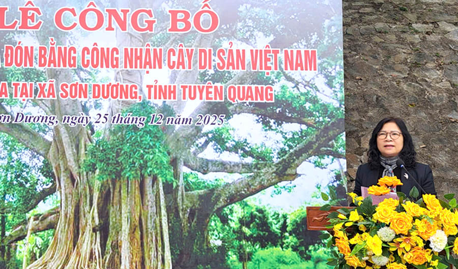 Hai[-]c&acirc;y[-]đa[-]cổ[-]thụ[-]x&atilde;[-]Sơn[-]Dương[-](Tuy&ecirc;n[-]Quang)[-]được[-]c&ocirc;ng[-]nhận[-]l&agrave;[-]C&acirc;y[-]Di[-]sản[-]Việt[-]Nam